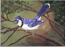 Blue Jay