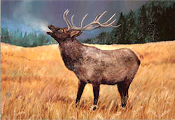 Elk Song