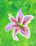 Lily Flower